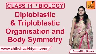 Diploblastic & Triploblastic Organisation and Body Symmetry | Animal Kingdom | CBSE Class 11 Biology