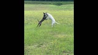 Video preview image #1 Mountain Cur-Unknown Mix Puppy For Sale in Holly Springs, NC, USA
