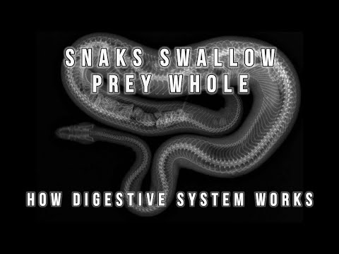 How Snake digestion power works | YAA! | EN