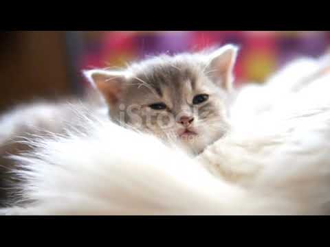 #short A Dog Is Yawning While Sitting Near The Owner In The Living Room At Home   Download Video