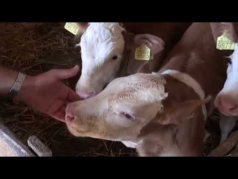 Da li tov bez koncentrata može dati profit?