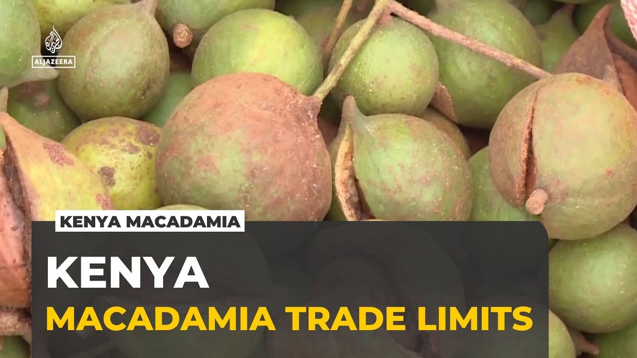 Kenya Farmers Face Export Limits on Macadamia Trade