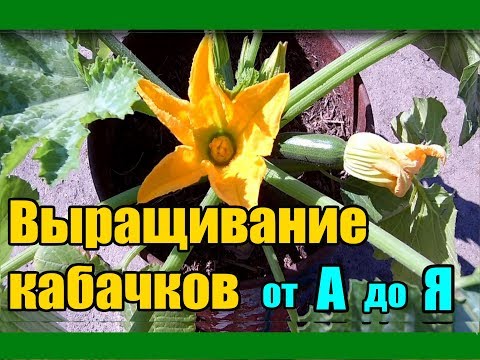 , title : 'Выращивание кабачков от А до Я / Рассада кабачков'