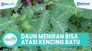 Di Balik Air Rebusan Daun Meniran yang Kaya Khasiat untuk Kesehatan Tubuh, Bisa Atasi Kencing Batu