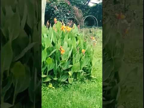 so cute flowers and good flowers 🌼🏵️🌼🏵️ #bollywood #hindisong #song #love #popularsong #bollywoodtu