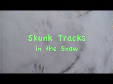 What do Groundhog footprints look like?