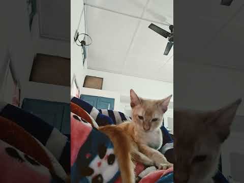 🐈#cat #pets #annapurna #shorts