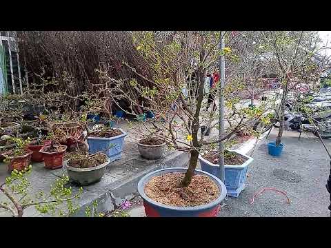 lô mai ủ nhiệt đã lên chợ hoa tết mạo Khê Đông Triều 2021