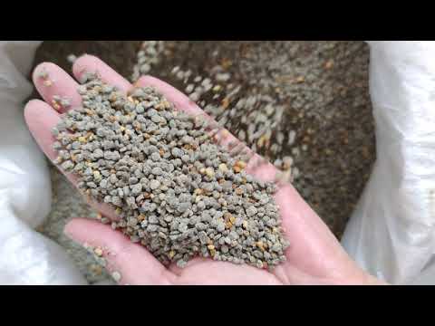 Dark color beans bee pollen for feeding bees.