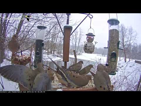 Red-bellied Woodpecker Takes On Platform Full Of Doves – Feb. 18, 2019