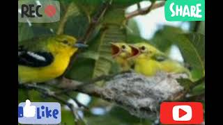 Download lagu Suara Pikat Burung Cipoh/Sirtu Menjerit Andalan Jaya Channel Paling Ampuh 2021 mp3