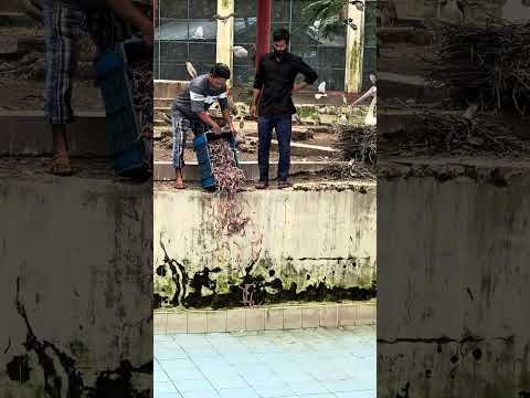 অনেকের প্রশ্নের উত্তর এই ভিডিওতেই #foryou #for #viral #natural #birdfeeder