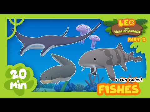 Fishes (Part 2/2) - Fun & Educative Animals Stories for Kids | Leo the Wildlife Ranger
