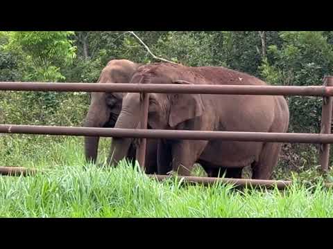 Mara Vocalizes Bambi Listens