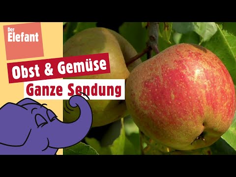 Wie wächst ein Apfel? | Der Elefant | WDR