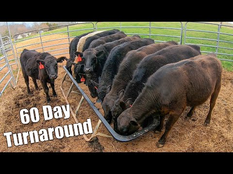 Backgrounding Stocker Cattle for 60 Days