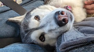 Does My Husky Really Want To Go Home?