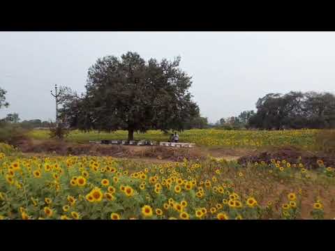 At Our Apiary in Sunflower fields #SahajaHoney 100% pure honey