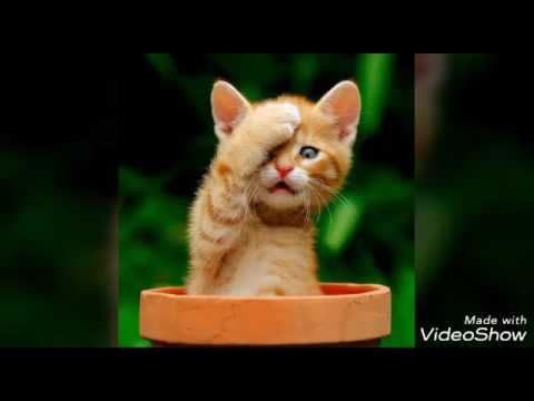 Няшные животные! 🐱🐰🐼🐨🐺🐷🐑