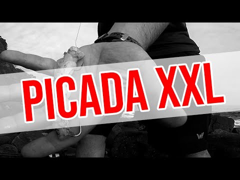 PICADA BESTIAL! PIERDO LA BATALLA pero no renuncio Contra viento y marea!