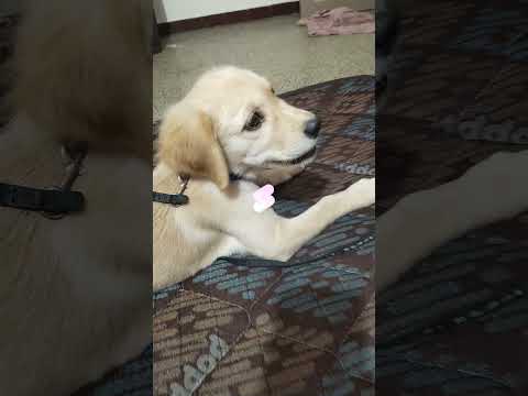 Leona in translation candy 🤣🤣🤣🤣