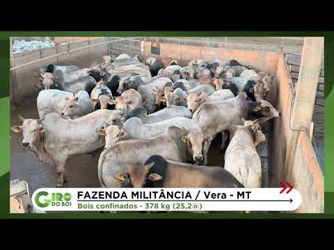 BOIADA ASTURIANA CHEGA A 25,2 ARROBAS EM CONFINAMENTO NO MT