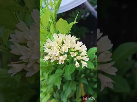 Relaxing music with Relaxing nature🥰🌸🤩#gardening #relaxingvideo sleep music #madhukamini plant