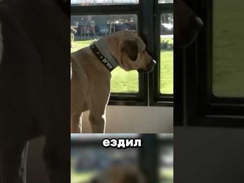 К счастью пса оправдали