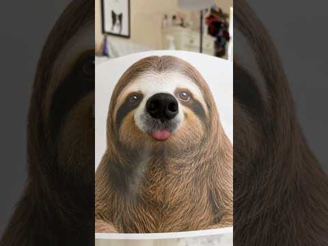 This Border Collie is a Master of Disguise