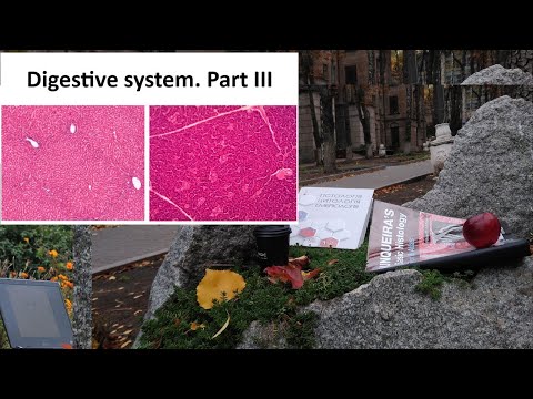 22. Digestive system Part III (Liver and Pancreas) Histology lectures