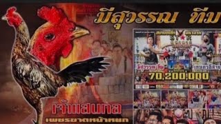 Download lagu 3 BIGGEST BETTING CHICKENS IN THAILAND mp3