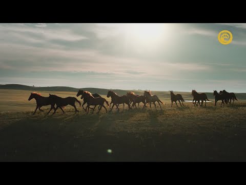 В погоне за ветром