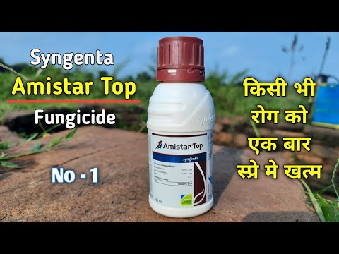 Amistar top fungicide पूरी जानकारी || दुनिया का सबसे बेहतरीन फंगीसाइड