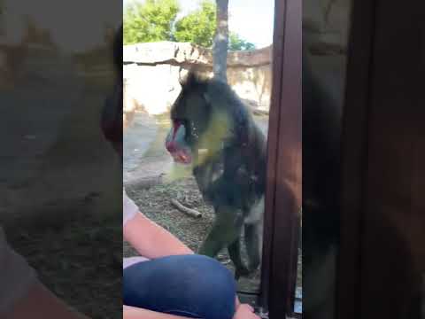 Mandrill at Phoenix Zoo flirts with me.