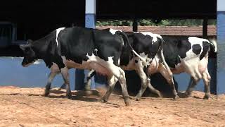 Vídeo 77 - 1ª ETAPA MEGA LIQUIDAÇÃO TOTAL AGROPECUÁRIA MARAJOARA - DIA 4 | GADO GIROLANDO E HOLANDÊS