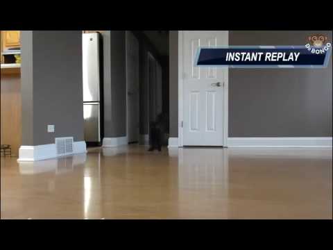 This cat was figure skater in his previous life