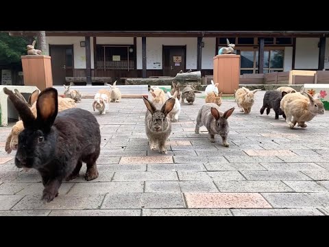 Just Like Rabbit Island!? Japan’s Moon Rabbit Village & Cherry Blossom Trip!🐰🌸