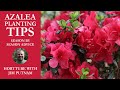 Azalea Planting Tips - Season by Season Advice