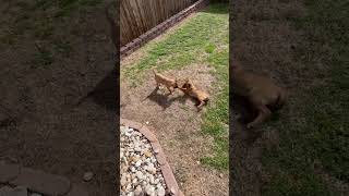 Video preview image #1 Chihuahua-Unknown Mix Puppy For Sale in Dallas, TX, USA