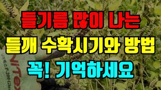 들깨 수확시기 이것만 기억하면 들깨수확이 늘어나고 들기름도 많이짜요