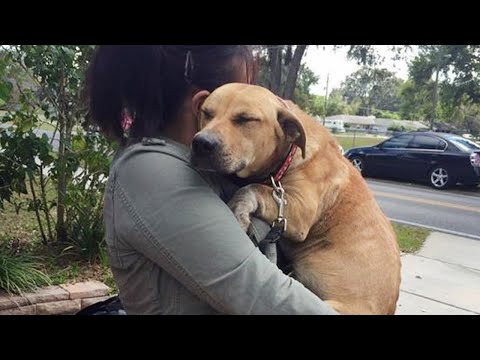 Quand les animaux vous font des câlins pour vous montrer leur amour - vidéo des animaux les plus mignons 2023