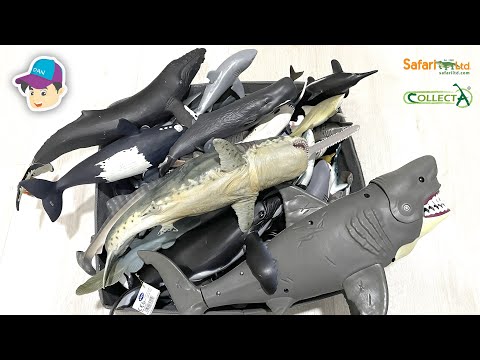 Sea Animals Collection - Sharks, Whales, Dolphin, Bull Shark, Great White Shark, Humpback Whale