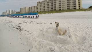 preview picture of video 'Weekend in Miramar Beach Florida with Lola the bird chasing beach dog'