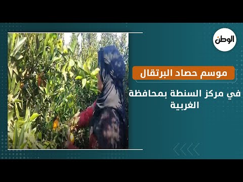 موسم حصاد البرتقال في مركز السنطة بمحافظة الغربية