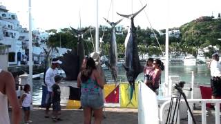 preview picture of video '61 Torneo Internacional de Pesca Deportiva Manzanillo 2014 Banderazo Inicial 07 de Noviembre.'