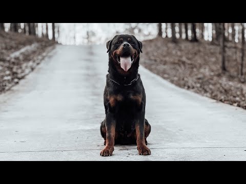 Yakari vom Hause Neubrand II - training 1/2023