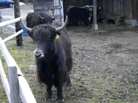 Yak in Switzerland