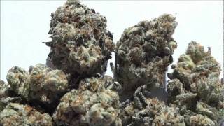 MARIJUANA BY CYZER CTE FT 2MUCH DABLOCK DOLLA FIGGA