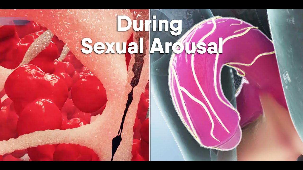 Short track-Do you know what happens During sexual arousal inside the body what is the clitoris