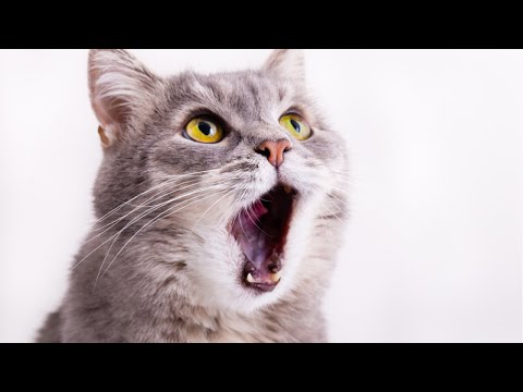 Funniest Animals 🐧 - Best Of July 2020 Funny Animal Videos 😁 - Cutest Animals Ever